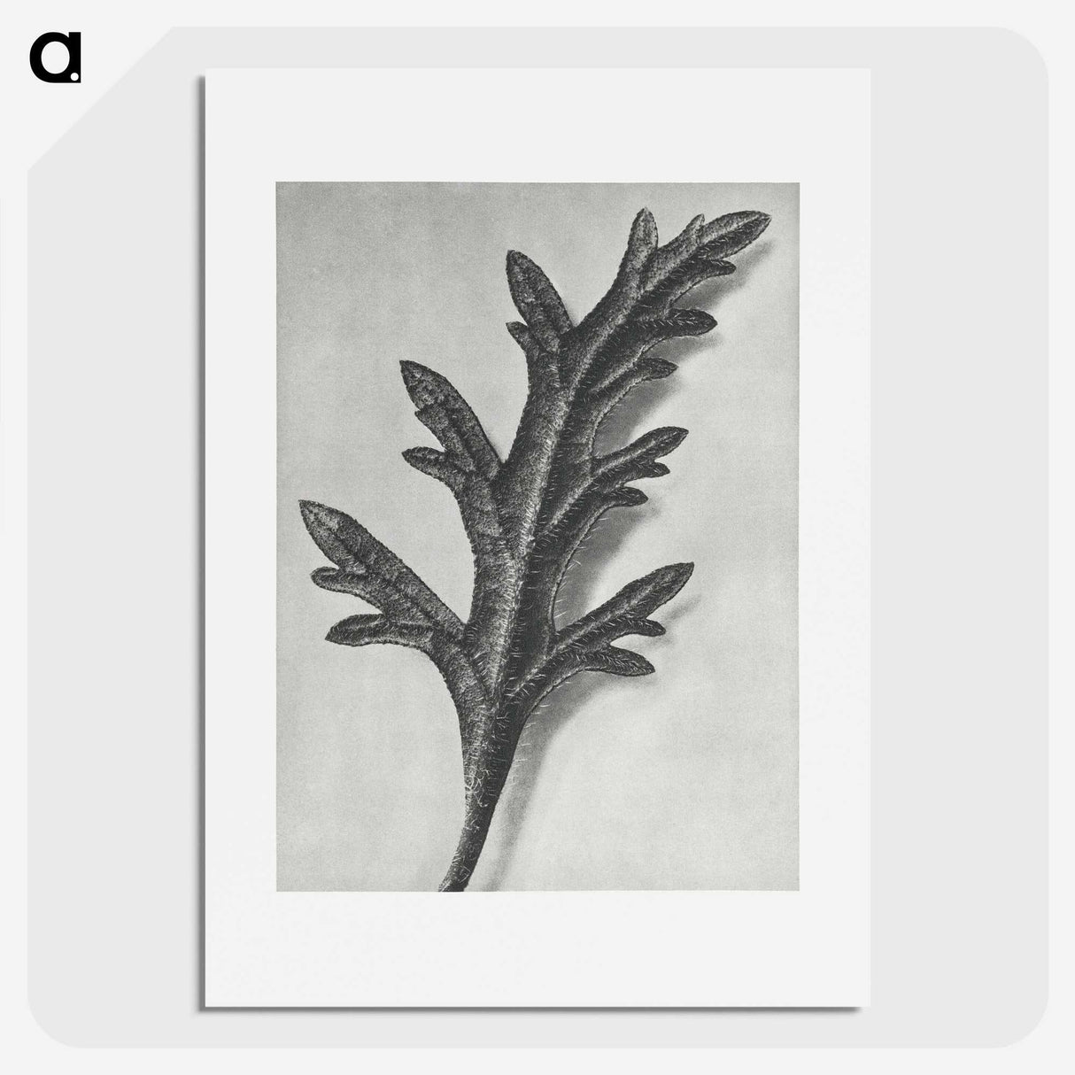 2-6_Karl-Blossfeldt_picture
