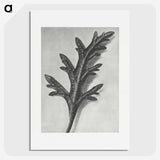 2-6_Karl-Blossfeldt_picture