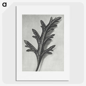2-6_Karl-Blossfeldt_picture