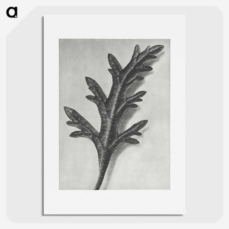 2-6_Karl-Blossfeldt_picture