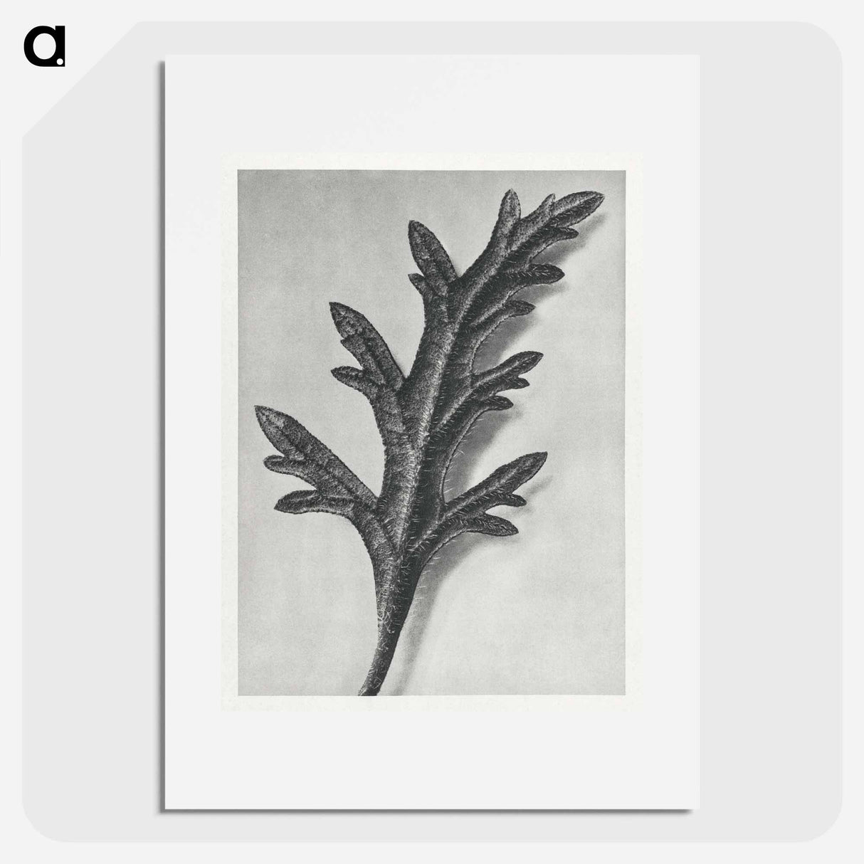 Verbena Canadensis - Karl Blossfeldt Poster.