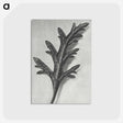 2-6_Karl-Blossfeldt_postcard