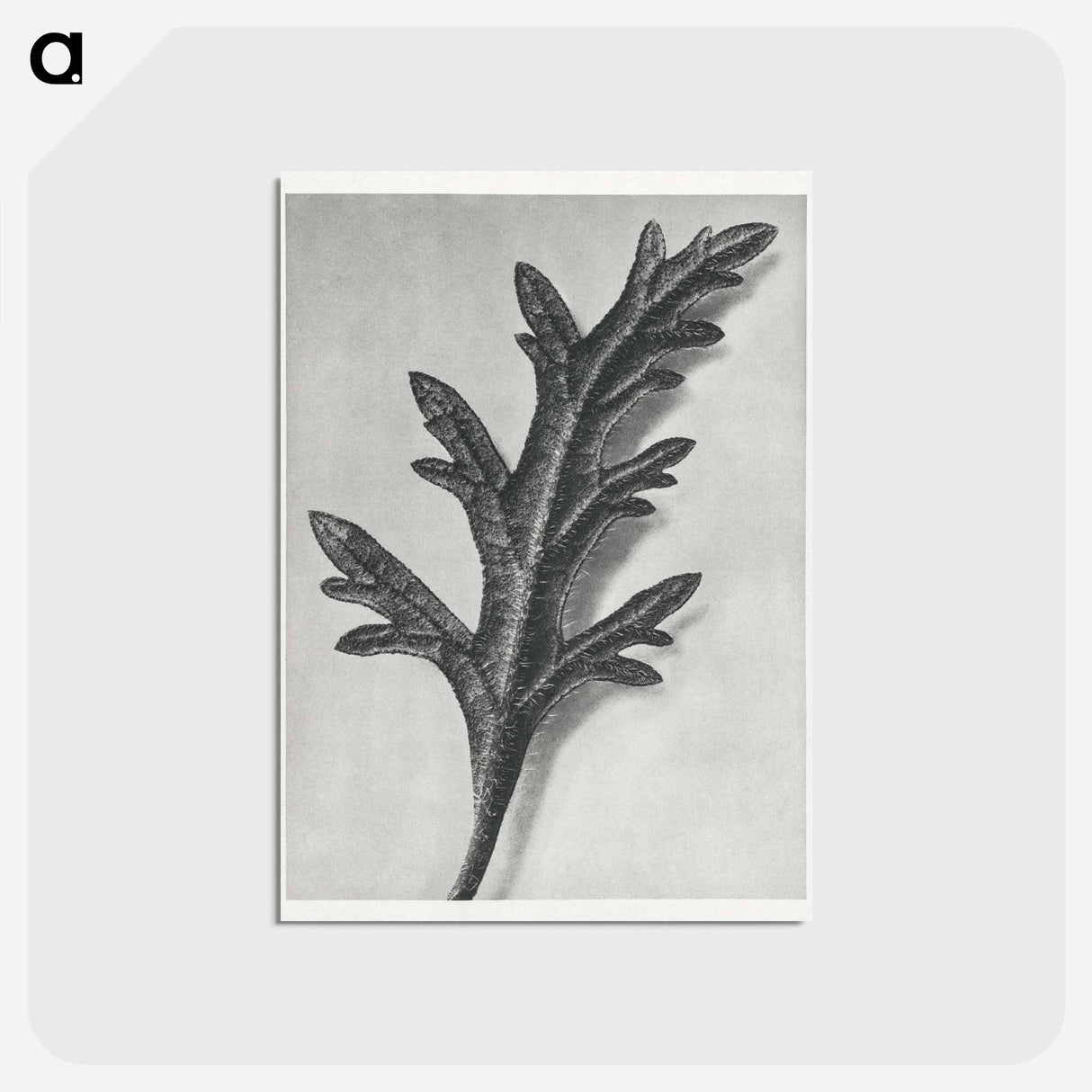 アートポストカード-Verbena Canadensis - カール ブロスフェルト Postcard.