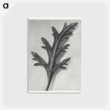 アートポストカード-Verbena Canadensis - カール ブロスフェルト Postcard.