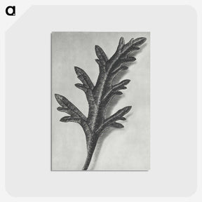 2-6_Karl-Blossfeldt_postcard