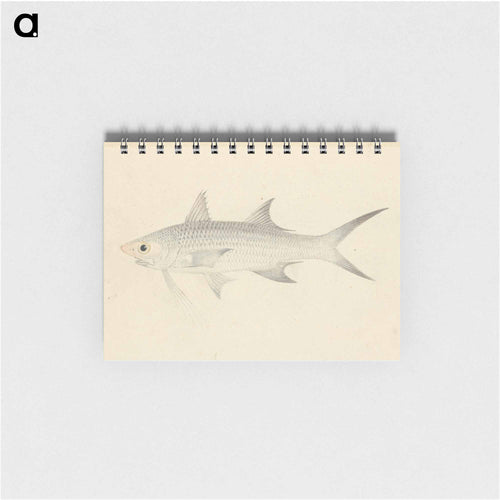 Binney: Number One (A Fish)
 - ルイージ バルガーニ Memo.