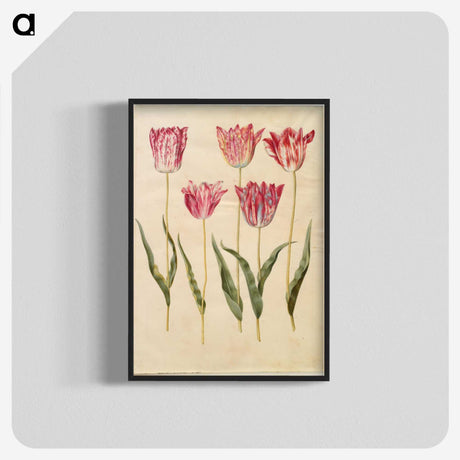 2-6_Maria-Sibylla-Merian_blk-crop