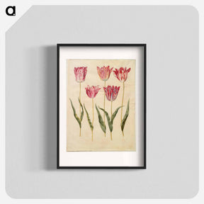 アートポスター-Tulipa gesneriana
 - マリア ジビーラ メーリアン Poster.