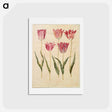 アートポストカード-Tulipa gesneriana
 - マリア ジビーラ メーリアン Postcard.