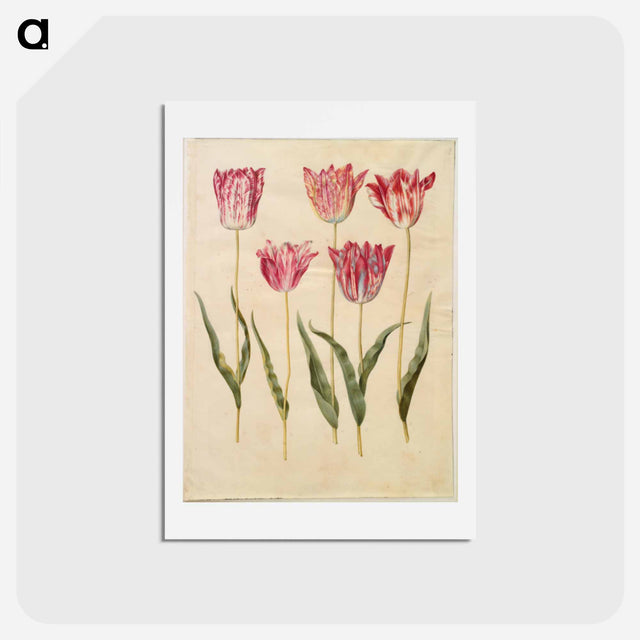 アートポストカード-Tulipa gesneriana
 - マリア ジビーラ メーリアン Postcard.