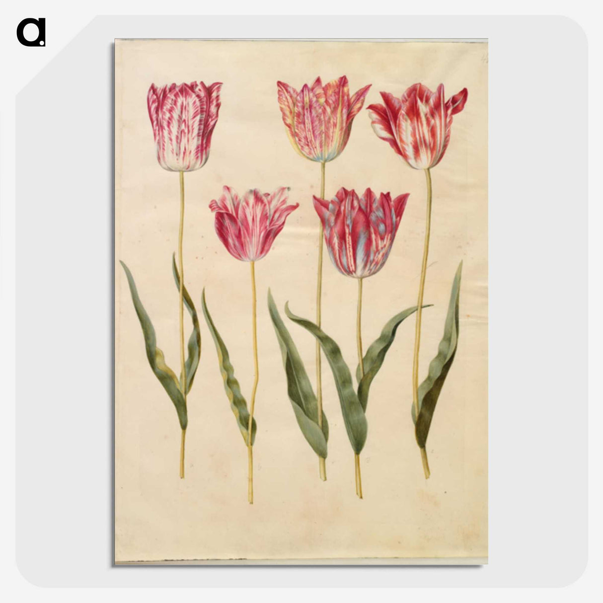 2-6_Maria-Sibylla-Merian_picture-crop