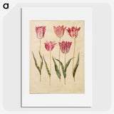 2-6_Maria-Sibylla-Merian_picture