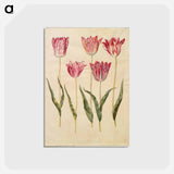 アートポストカード-Tulipa gesneriana
 - マリア ジビーラ メーリアン Postcard.