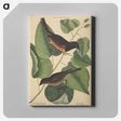 2-6_Mark-Catesby_canvas