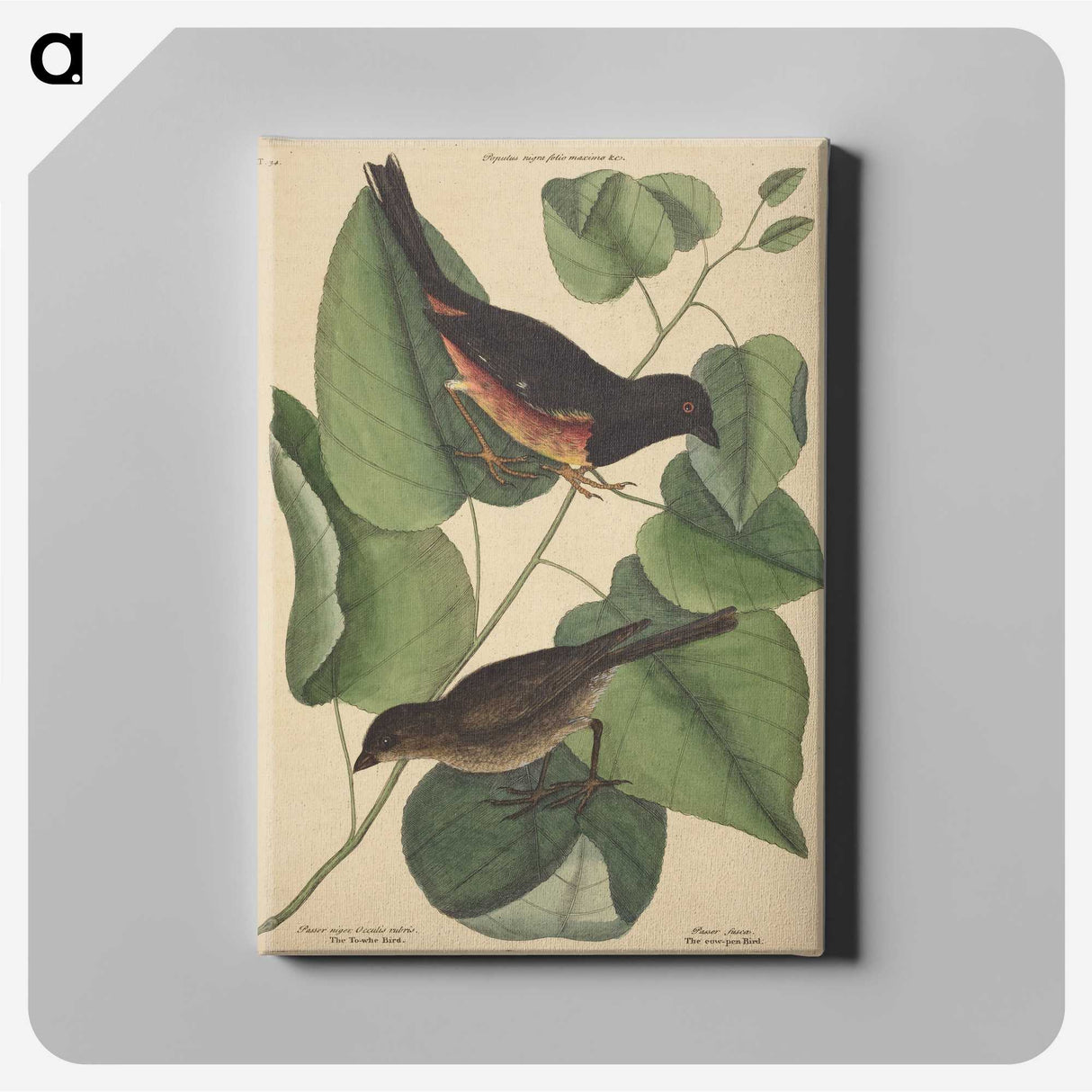 2-6_Mark-Catesby_canvas