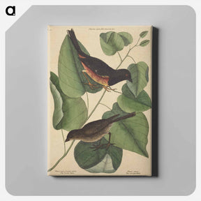 アートパネル-The Towhe Bird
 - マーク ケイツビー Canvas.