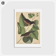 アートポストカード-The Towhe Bird
 - マーク ケイツビー Postcard.