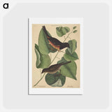 アートポストカード-The Towhe Bird
 - マーク ケイツビー Postcard.