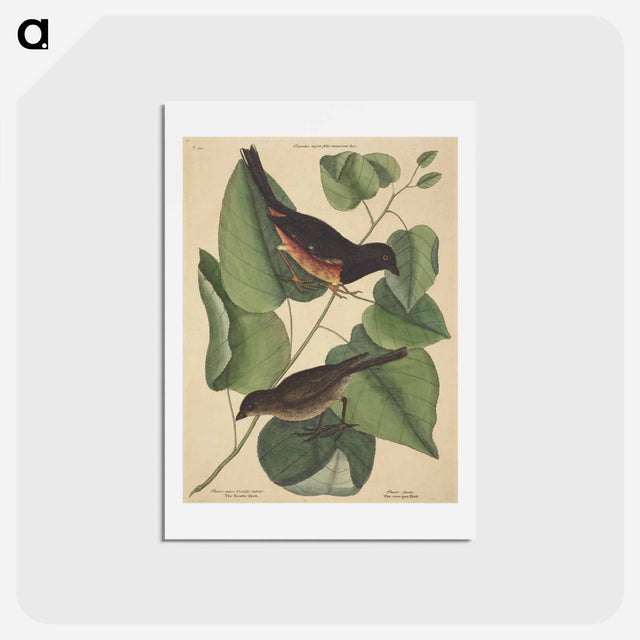 アートポストカード-The Towhe Bird
 - マーク ケイツビー Postcard.