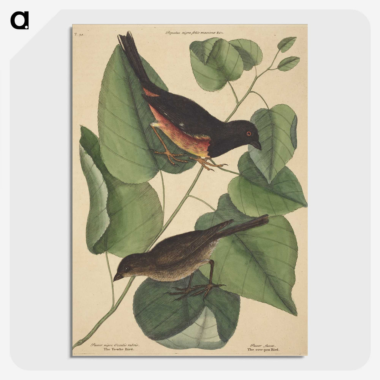 2-6_Mark-Catesby_picture-crop