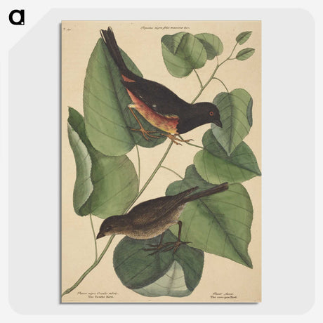 2-6_Mark-Catesby_picture-crop