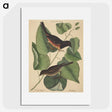 2-6_Mark-Catesby_picture