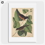 2-6_Mark-Catesby_picture