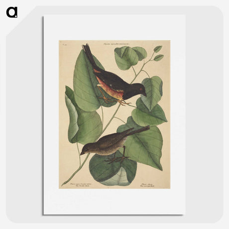 2-6_Mark-Catesby_picture