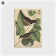 2-6_Mark-Catesby_postcard