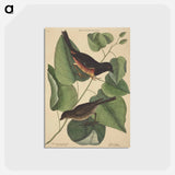 アートポストカード-The Towhe Bird
 - マーク ケイツビー Postcard.