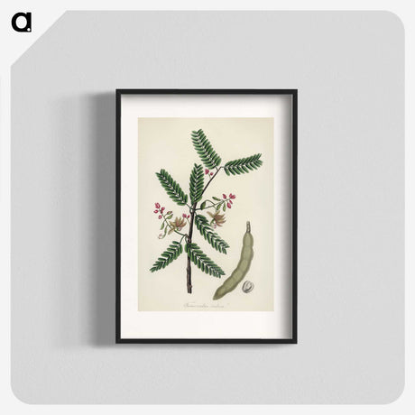 2-6_Medical-Botany_blk