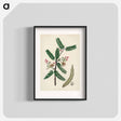 アートポスター-Tamarindus indica Illustration
 - 薬用植物学 Poster.