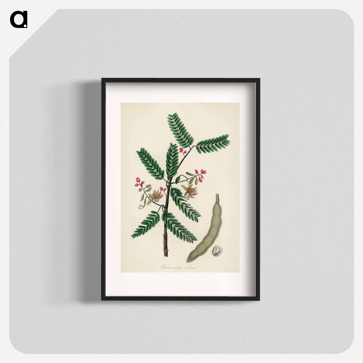 アートポスター-Tamarindus indica Illustration
 - 薬用植物学 Poster.