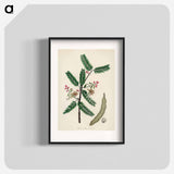 アートポスター-Tamarindus indica Illustration
 - 薬用植物学 Poster.