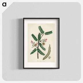 アートポスター-Tamarindus indica Illustration
 - 薬用植物学 Poster.