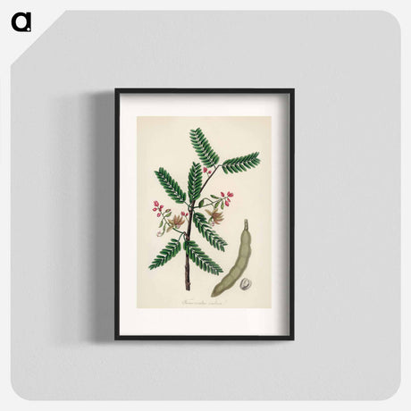 アートポスター-Tamarindus indica Illustration
 - 薬用植物学 Poster.