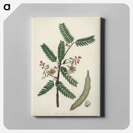 2-6_Medical-Botany_canvas