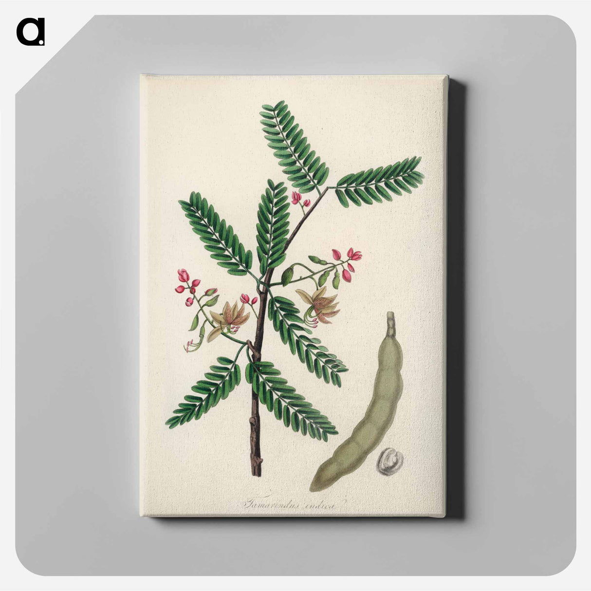 アートパネル-Tamarindus indica Illustration
 - 薬用植物学 Canvas.