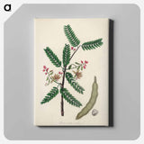 アートパネル-Tamarindus indica Illustration
 - 薬用植物学 Canvas.