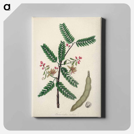 アートパネル-Tamarindus indica Illustration
 - 薬用植物学 Canvas.