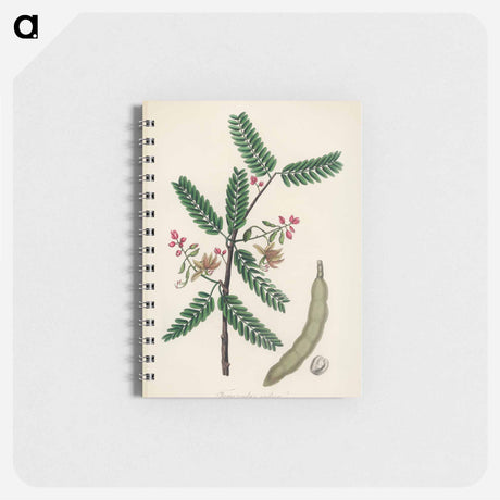 アートメモ帳-Tamarindus indica Illustration
 - 薬用植物学 Memo.