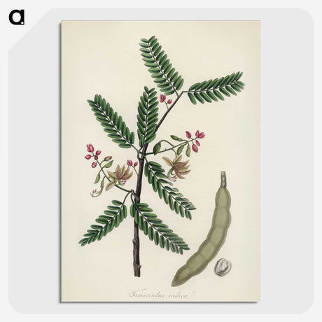 2-6_Medical-Botany_picture-crop