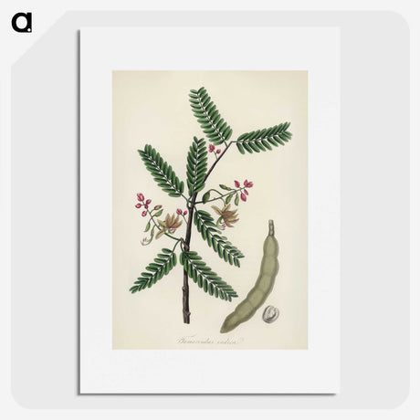 2-6_Medical-Botany_picture