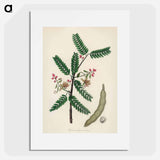 アートポスター-Tamarindus indica Illustration
 - 薬用植物学 Poster.