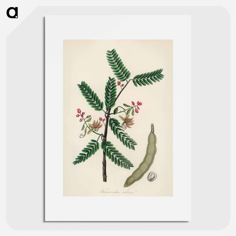 アートポスター-Tamarindus indica Illustration
 - 薬用植物学 Poster.