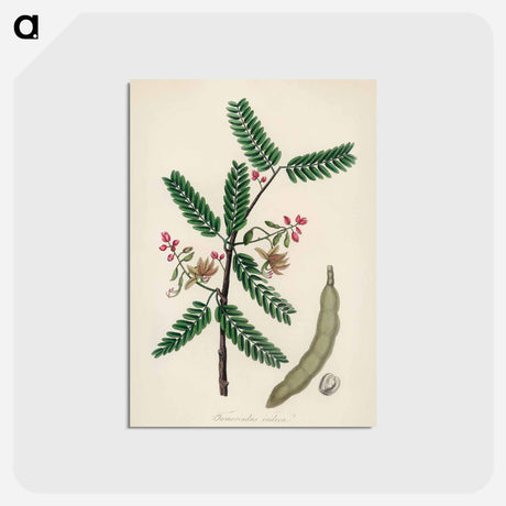 アートポストカード-Tamarindus indica Illustration
 - 薬用植物学 Postcard.