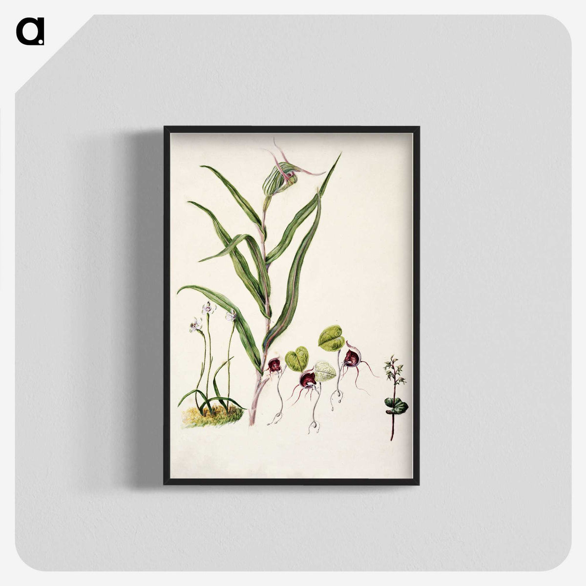 2-6_Native-Flowering-Plants-of-New-Zealand_blk-crop