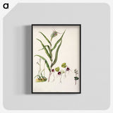 2-6_Native-Flowering-Plants-of-New-Zealand_blk-crop