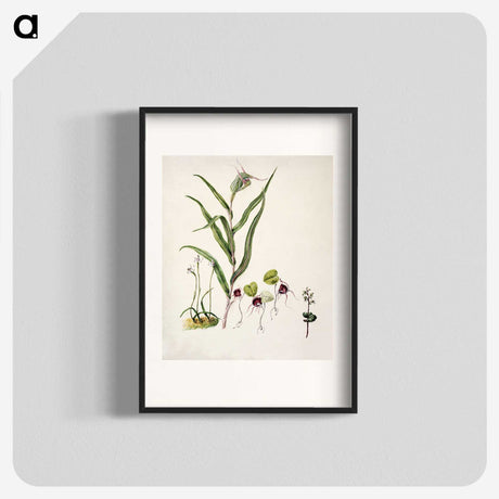2-6_Native-Flowering-Plants-of-New-Zealand_blk