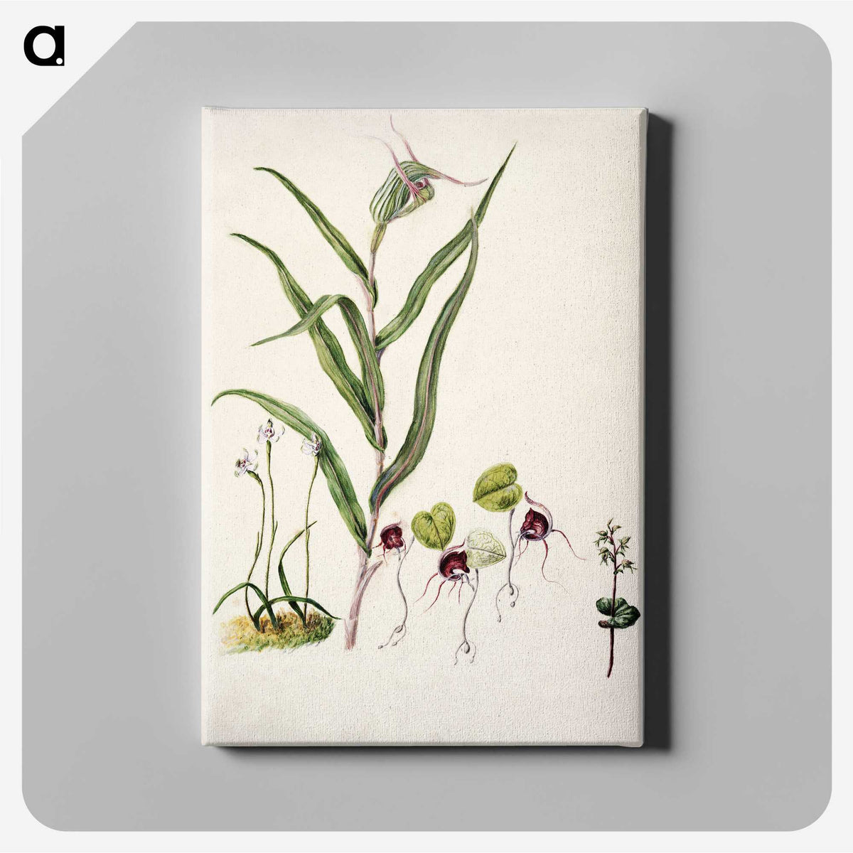 2-6_Native-Flowering-Plants-of-New-Zealand_canvas